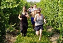 436,5-Vineyard