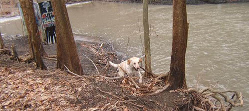478,2-HappyDog