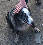 481,03-Dog