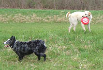 481,04-Dogs